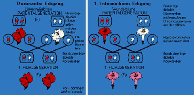 Allgemeines - biologie referat